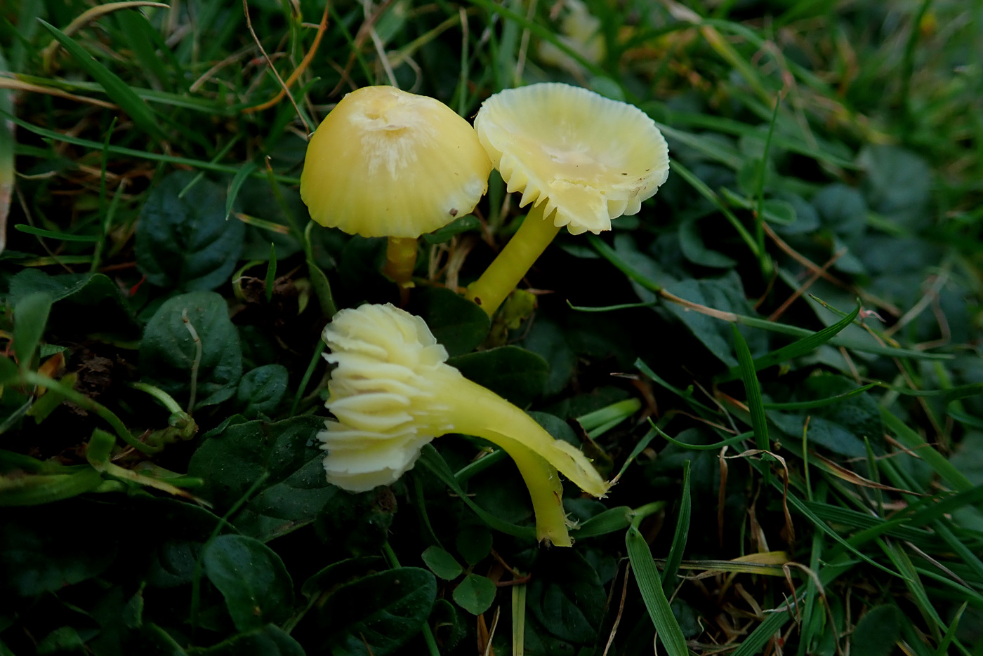 Hygrocybe ceracea by Penny Cullington